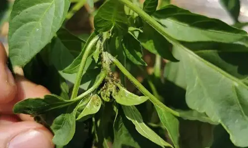 Aphid Control