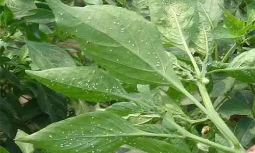 Whitefly Control