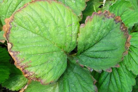 Strawberry nutrient deficiency