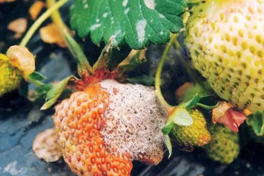 Strawberry phytophthora fruit rot